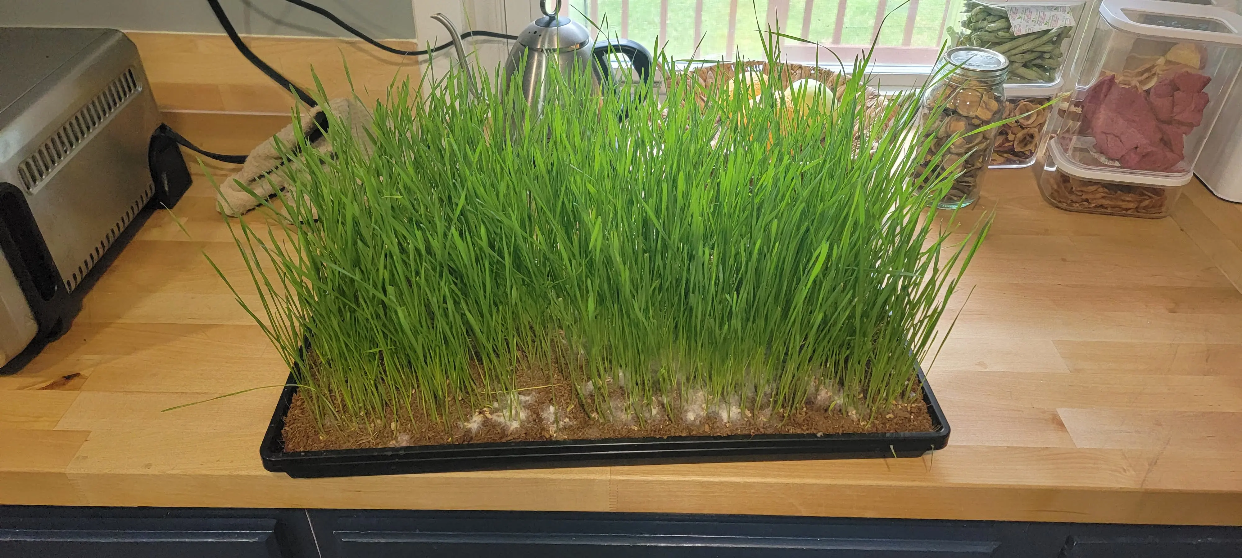 Image Produce and Cooking/20220616_103157.webp